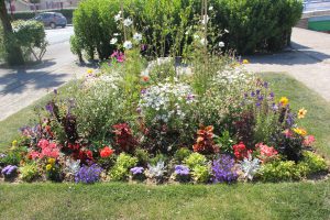 fleurs de wimereux